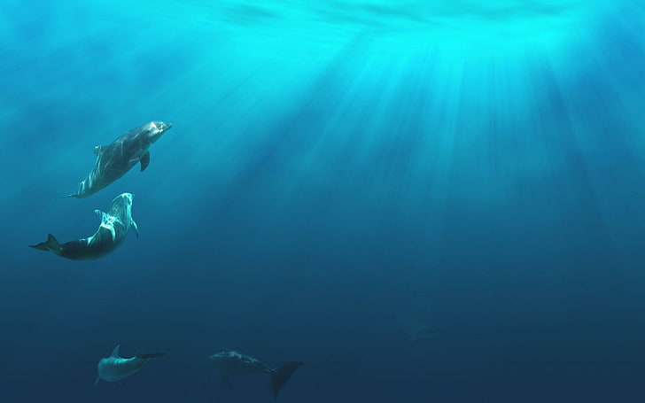 dolphin-picture-desktop-wallpaper-preview